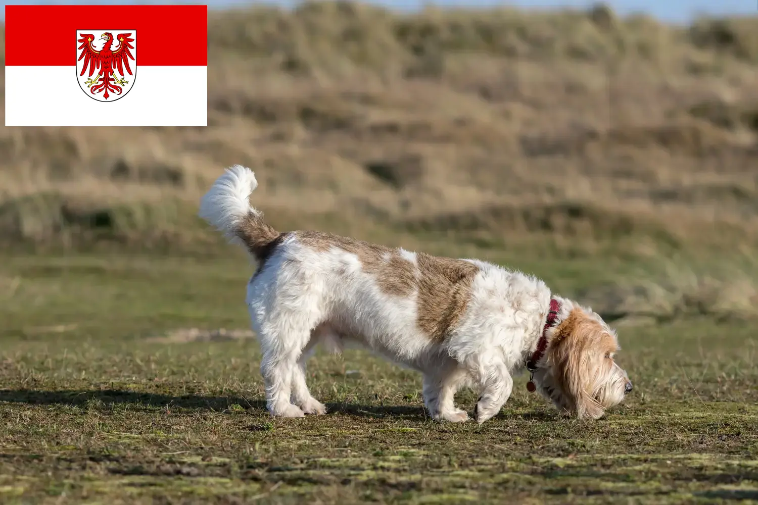Přečtete si více ze článku Chovatelé a štěňata Grand Basset Griffon Vendéen v Brandenburgu