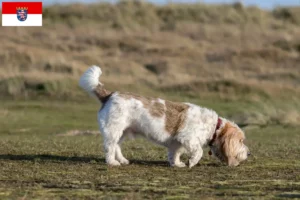 Přečtete si více ze článku Chovatelé a štěňata Grand Basset Griffon Vendéen v Hesensku