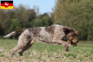 Přečtete si více ze článku Griffon d’arrêt à poil dur Chovatel a štěňata v Dolním Sasku