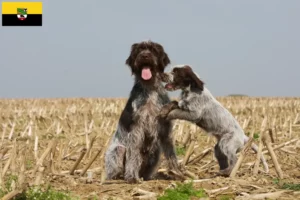 Přečtete si více ze článku Griffon d’arrêt à poil dur Chovatel a štěňata v Sasku-Anhaltsku