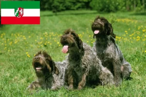 Přečtete si více ze článku Griffon d’arrêt à poil dur Chovatel a štěňata v Severním Porýní-Vestfálsku