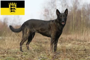 Přečtete si více ze článku Hollandse Herdershond chovatelé a štěňata v Bádensku-Württembersku