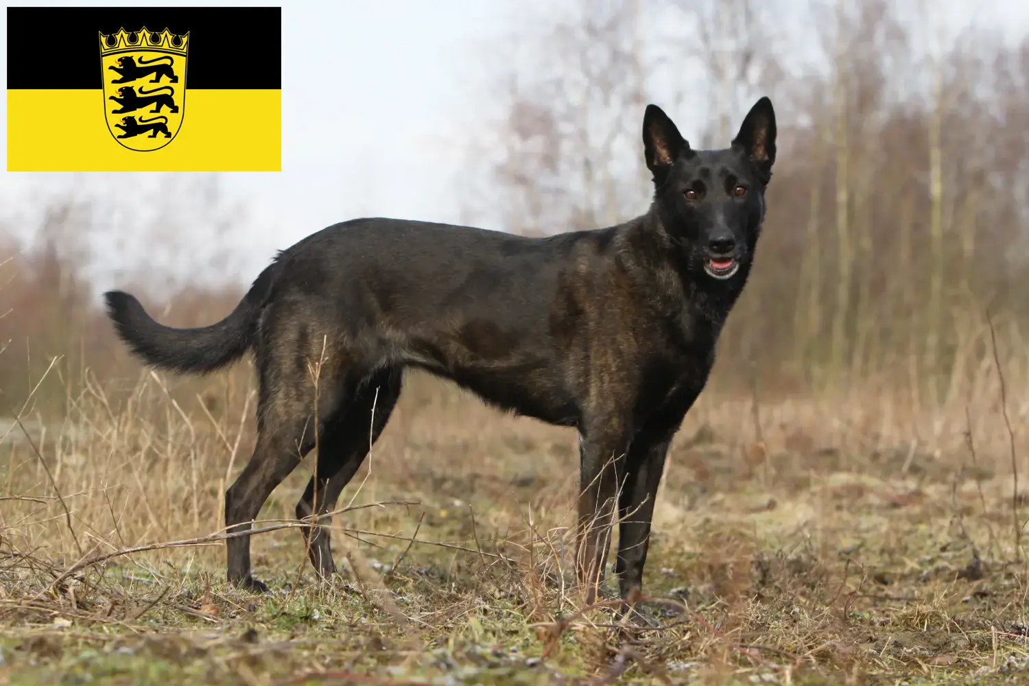 Přečtete si více ze článku Hollandse Herdershond chovatelé a štěňata v Bádensku-Württembersku