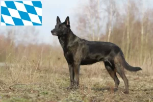 Přečtete si více ze článku Hollandse Herdershond chovatelé a štěňata v Bavorsku