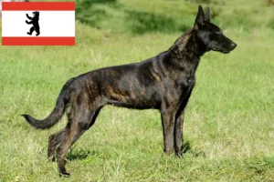 Přečtete si více ze článku Chovatelé holandských herderhondů a štěňat v Berlíně