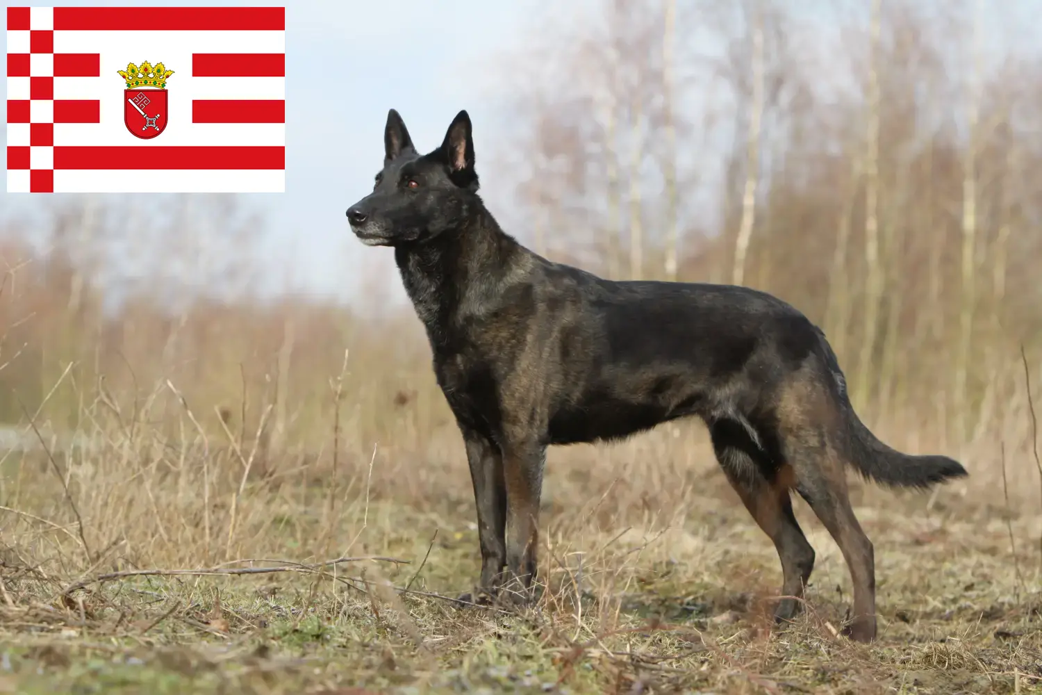 Přečtete si více ze článku Hollandse Herdershond chovatelé a štěňata v Brémách