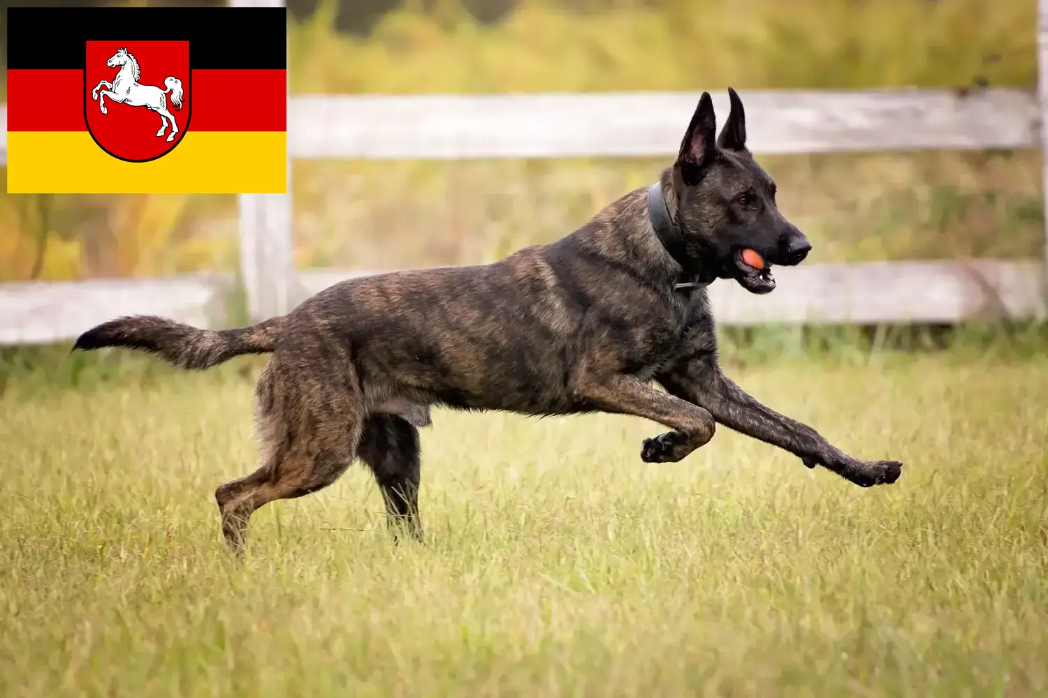 Hollandse Herdershond štěňata a chovatelé Dolní Sasko Zde najdete holandské chovatele herdershondenů v Dolním Sasku.