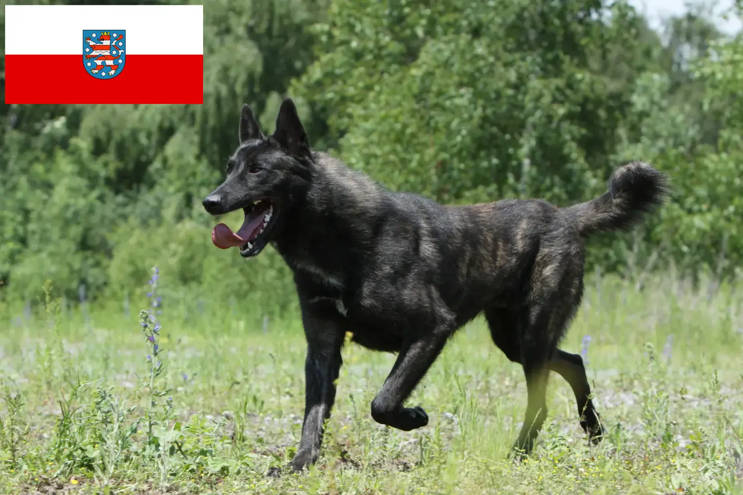 Přečtete si více ze článku Hollandse Herdershond chovatelé a štěňata v Durynsku