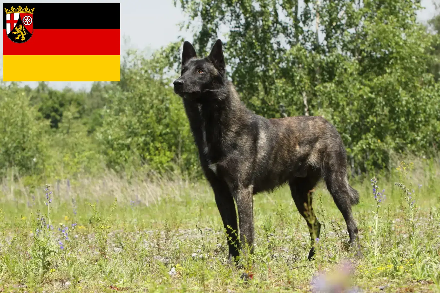 Přečtete si více ze článku Hollandse Herdershond chovatelé a štěňata v Porýní-Falci
