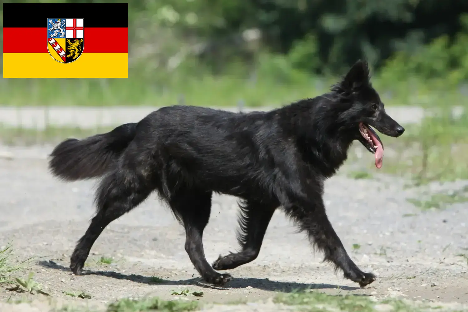 Hollandse Herdershond štěňata a chovatelé Sársko Zde najdete chovatele holandských herdershondenů v Sársku.