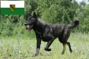 Přečtete si více ze článku Chovatelé holandských herderhondů a štěňat v Sasku