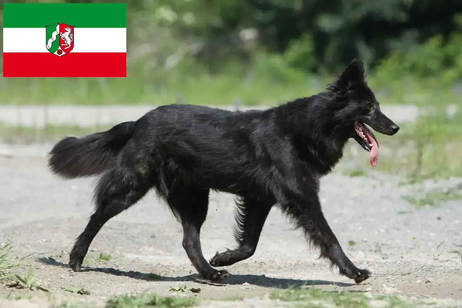 Hollandse Herdershond štěňata a chovatelé Severní Porýní-Vestfálsko Zde najdete chovatele Hollandse Herdershonden v Severním Porýní-Vestfálsku.