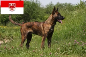 Přečtete si více ze článku Hollandse Herdershond chovatelé a štěňata v Brandenburgu