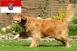 Přečtete si více ze článku Chovatelé a štěňata Hovawart v Hesensku