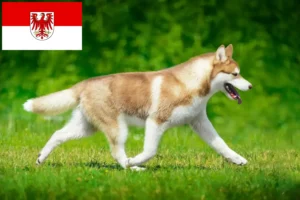 Přečtete si více ze článku Chovatelé huskyho a štěňata v Brandenburgu