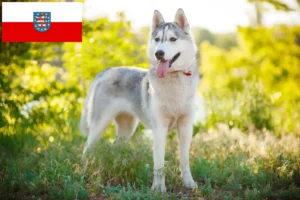 Přečtete si více ze článku Chovatelé huskyho a štěňata v Durynsku