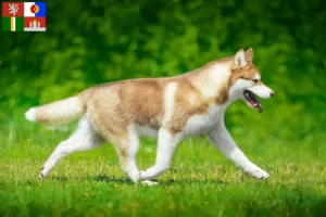 Přečtete si více ze článku Chovatelé huskyho a štěňat v Jihočeském kraji