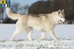 Přečtete si více ze článku Chovatelé huskyho a štěňata v Moravskoslezském kraji