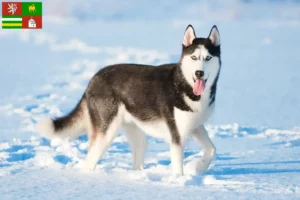 Přečtete si více ze článku Chovatelé huskyho a štěňat v Plzni