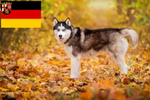 Přečtete si více ze článku Chovatelé huskyho a štěňata v Porýní-Falci