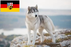 Přečtete si více ze článku Chovatelé huskyho a štěňata v Sársku