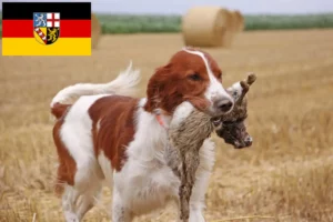Přečtete si více ze článku Chovatelé irských červenobílých setrů a štěňat v Sársku
