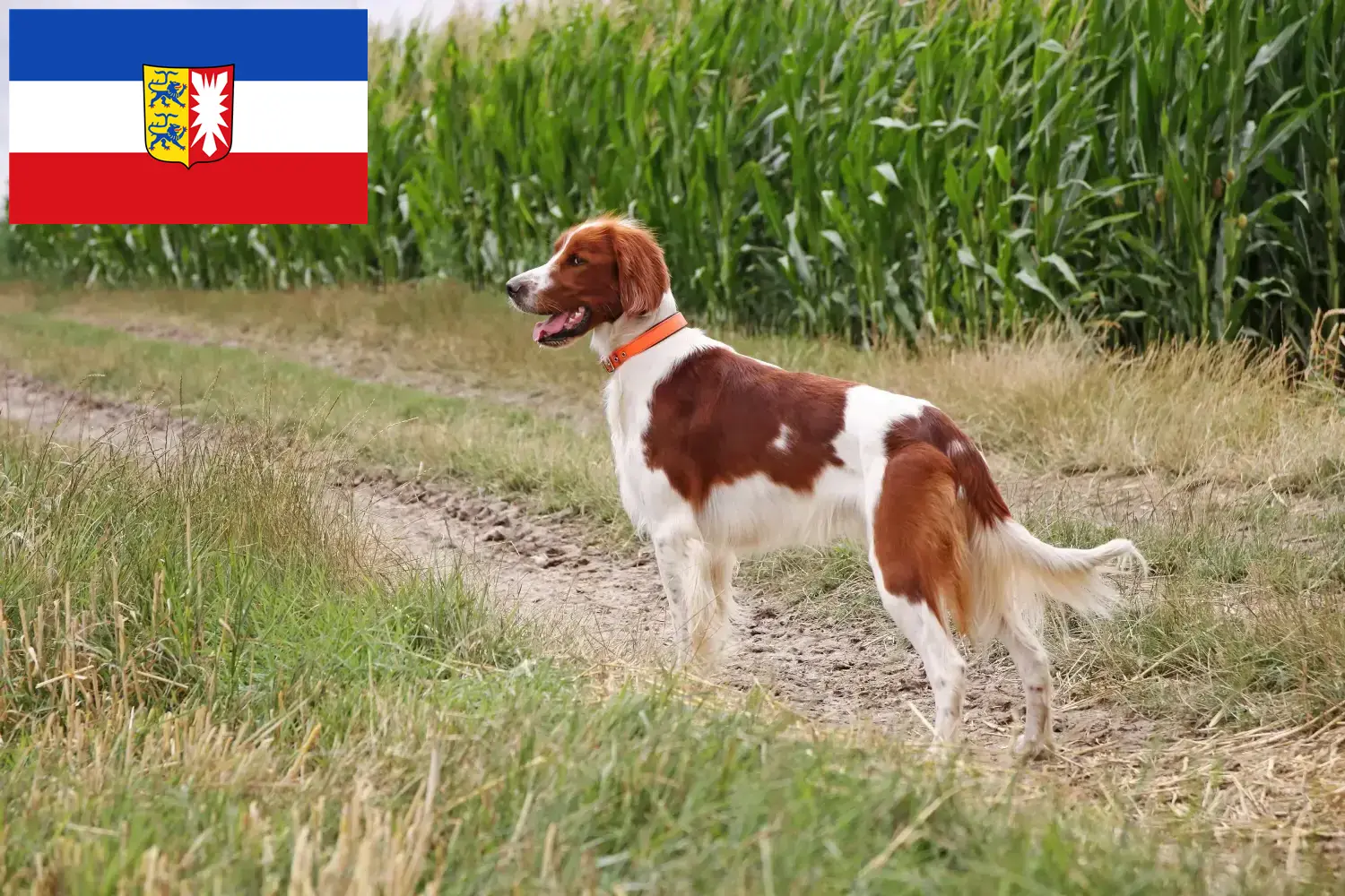 Irský červenobílý setr - štěňata a chovatelé Šlesvicko-Holštýnsko Zde najdete chovatele irských červenobílých setrů ve Šlesvicku-Holštýnsku.