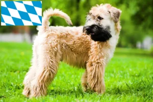 Přečtete si více ze článku Chovatelé a štěňata irského soft coated wheaten teriéra v Bavorsku