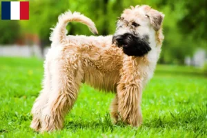 Přečtete si více ze článku Chovatelé a štěňata irského soft coated wheaten teriéra ve Francii