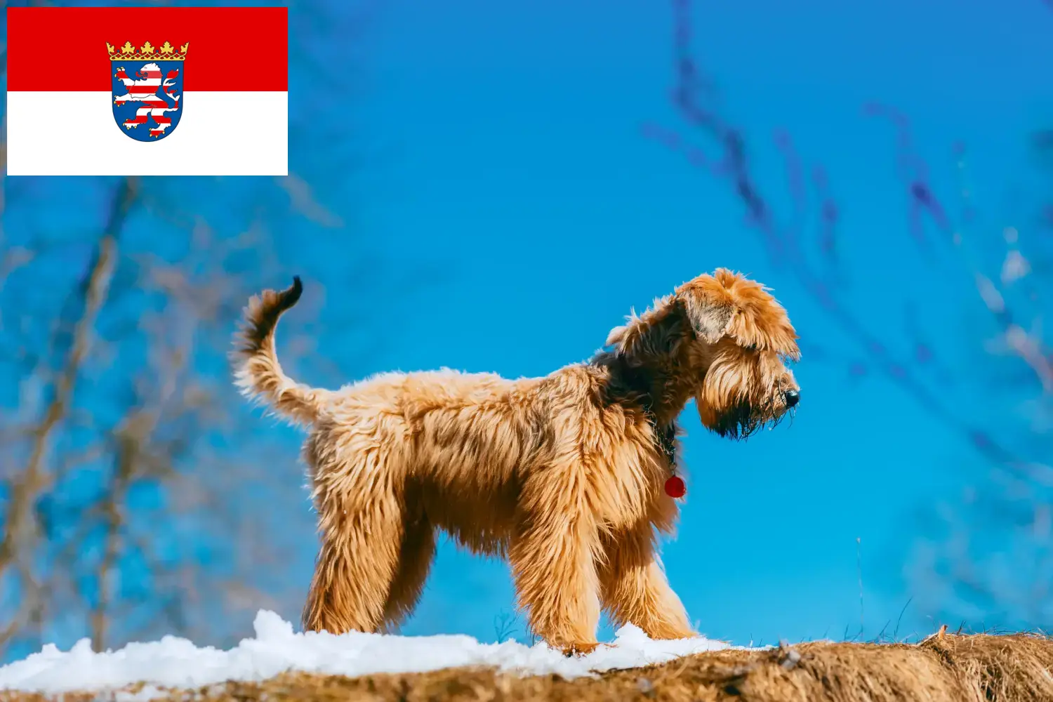 Štěňata a chovatelé irského soft coated wheaten teriéra Hessen Najděte zde chovatele irských Soft Coated Wheaten teriérů v Hesensku.