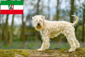 Přečtete si více ze článku Chovatelé a štěňata irského soft coated wheaten teriéra v Severním Porýní-Vestfálsku