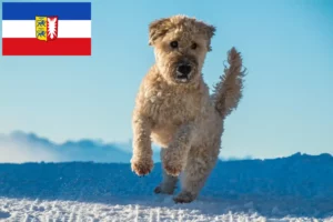 Přečtete si více ze článku Chovatelé a štěňata irského soft coated wheaten teriéra ve Šlesvicku-Holštýnsku