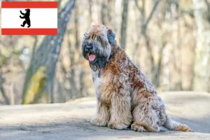 Přečtete si více ze článku Chovatelé a štěňata irského soft coated wheaten teriéra v Berlíně