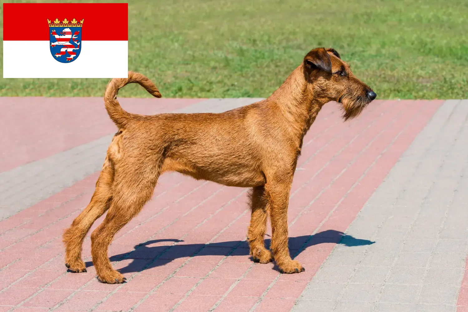 Štěňata irského teriéra a chovatelé Hessen Zde najdete chovatele irských teriérů v Hesensku.