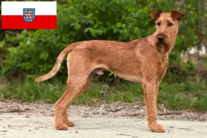 Přečtete si více ze článku Chovatelé irských teriérů a štěňat v Durynsku
