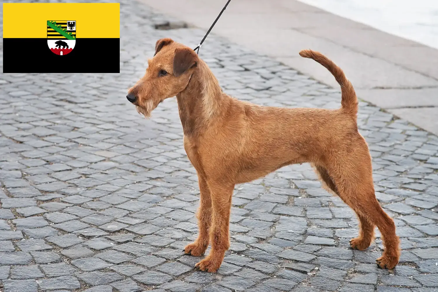 Štěňata irského teriéra a chovatelé Sasko-Anhaltsko Zde najdete chovatele irských teriérů v Sasku-Anhaltsku.