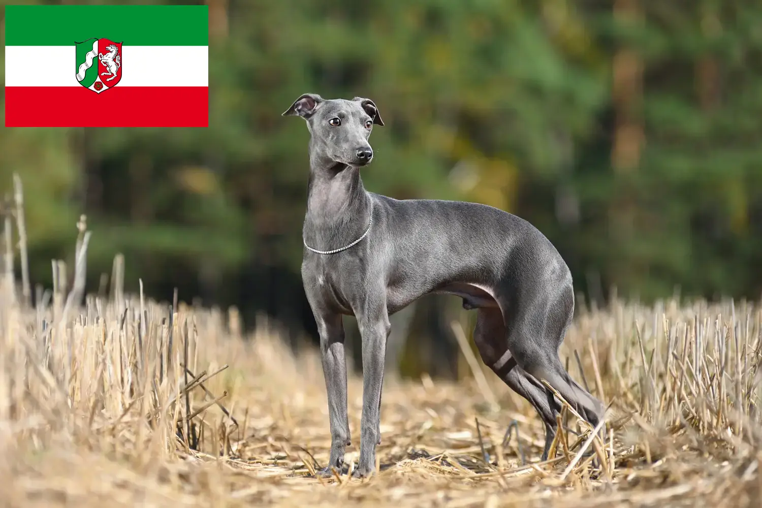 Italská zvonkohra - štěňata a chovatelé Severní Porýní-Vestfálsko Zde najdete italské chovatele zvonkoher v Severním Porýní-Vestfálsku.
