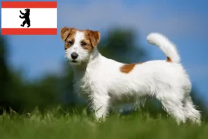 Přečtete si více ze článku Chovatelé Jack Russellů a štěňat v Berlíně
