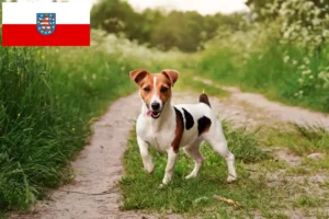Přečtete si více ze článku Chovatelé Jack Russellů a štěňat v Durynsku