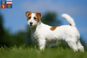 Přečtete si více ze článku Chovatelé Jack Russellů a štěňat na jižní Moravě