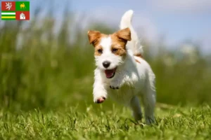 Přečtete si více ze článku Chovatelé Jack Russellů a štěňat v Plzni