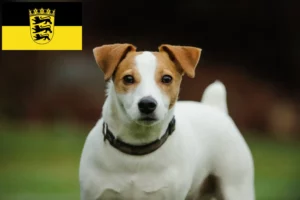 Přečtete si více ze článku Chovatelé Jack Russellů a štěňat v Bádensku-Württembersku