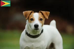 Přečtete si více ze článku Chovatelé Jack Russellů a štěňat v Guyaně
