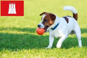 Přečtete si více ze článku Chovatelé Jack Russellů a štěňat v Hamburku