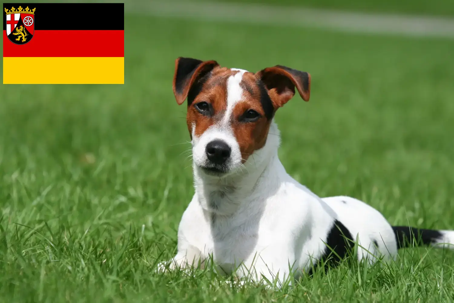 Jack Russell štěňata a chovatelé Porýní-Falc Zde najdete chovatele Jack Russellů v Porýní-Falci.