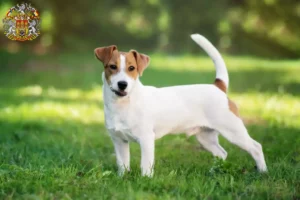 Přečtete si více ze článku Chovatelé Jack Russellů a štěňat v Praze