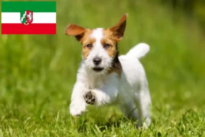 Přečtete si více ze článku Chovatelé Jack Russellů a štěňat v Severním Porýní-Vestfálsku
