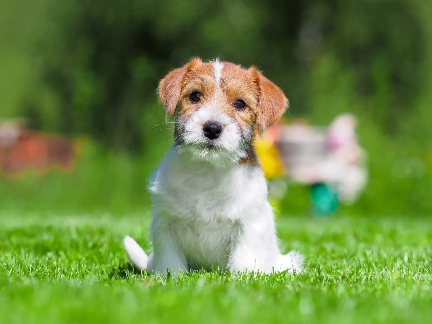 Koupit si štěně Jack Russella znamená převzít odpovědnost! Prodám štěňata Jack Russell.