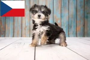 Přečtete si více ze článku Chovatelé jorkšírů a štěňat v České republice