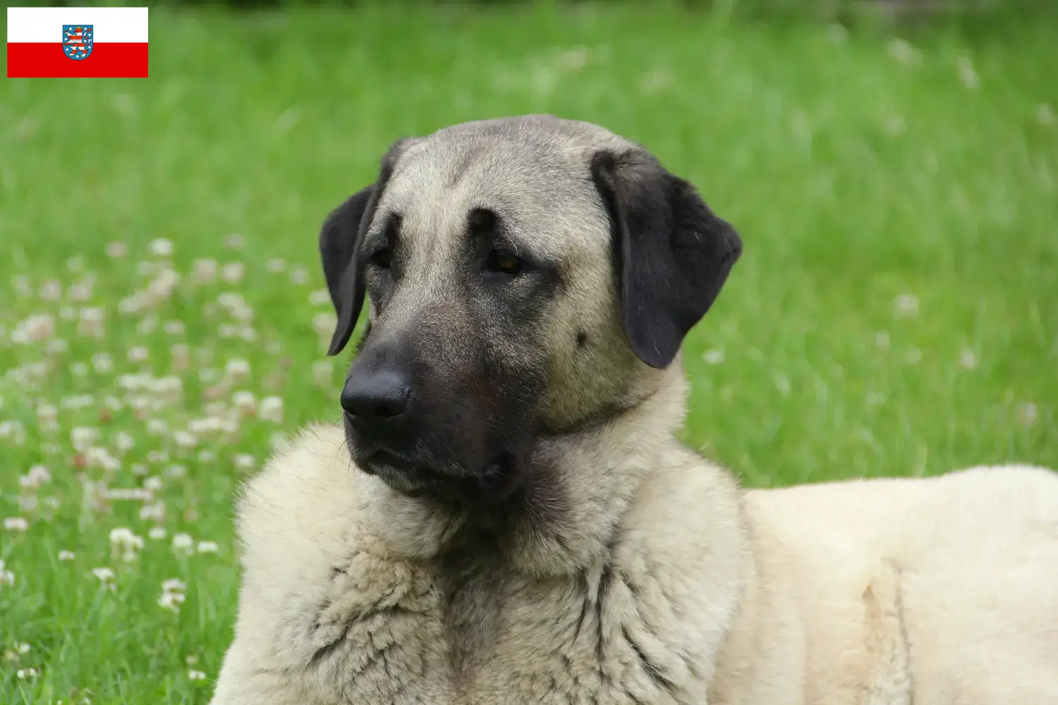 Kangal štěňata a chovatelé Durynsko Zde najdete chovatele kangalů v Durynsku.